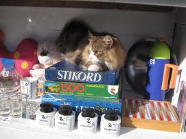 Dänemark Nyord Flohmarktkatze