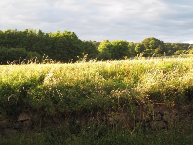 Abendausblick Bakkegaard Møn