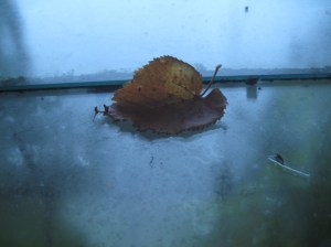 im-land-der-elfen-16